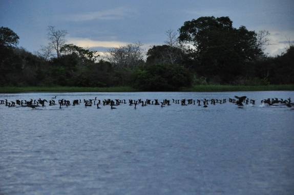 Centenas de pássaros descansam tranquilos em lago na Reserva do Mamirauá, região de Tefé, no Amazonas